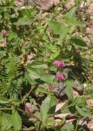 Imagem de Gomphrena nitida Rothr.