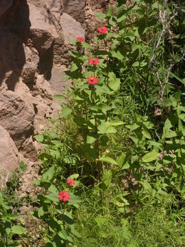 Image of Peruvian zinnia