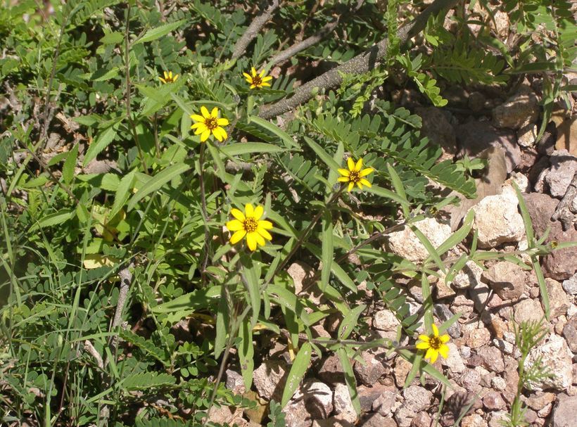 Imagem de Zinnia angustifolia Kunth