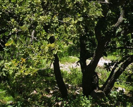 Image of Chihuahuan oak