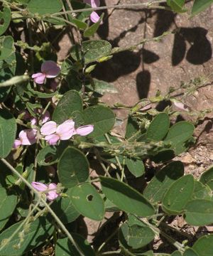 Image of Graham's ticktrefoil