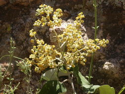 Image of Buddleja cordata Kunth