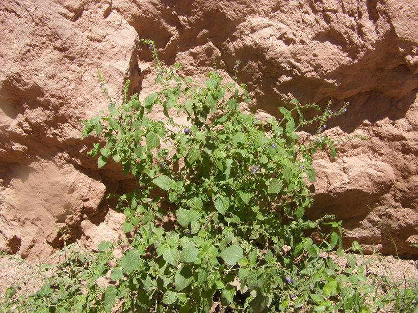 Image of Salvia longispicata M. Martens & Galeotti