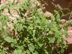 Image of Salvia longispicata M. Martens & Galeotti