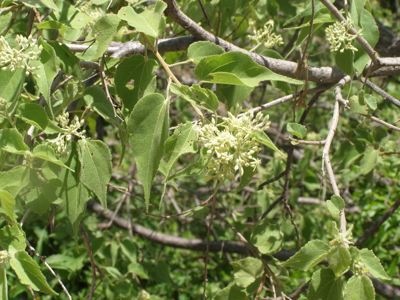 Image of Heliocarpus attenuatus S. Wats.