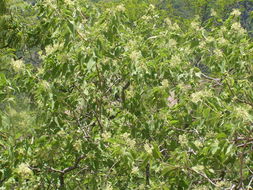 Image of Heliocarpus attenuatus S. Wats.