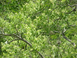 Image of Heliocarpus attenuatus S. Wats.