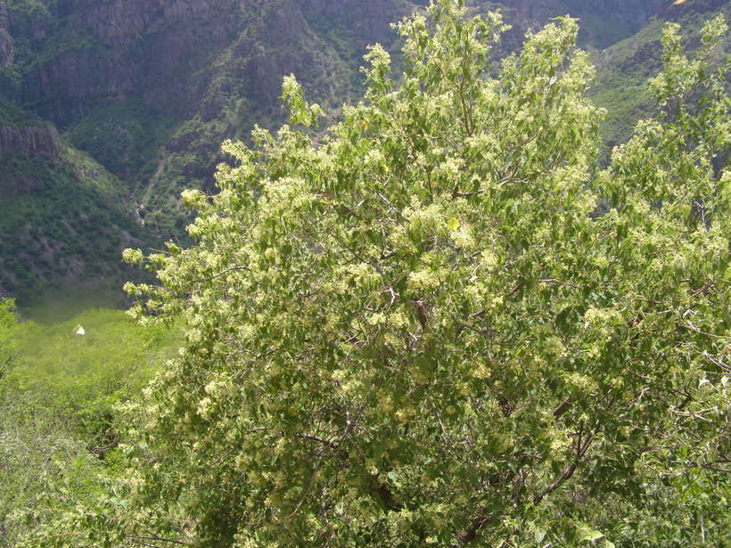 Image of Heliocarpus attenuatus S. Wats.