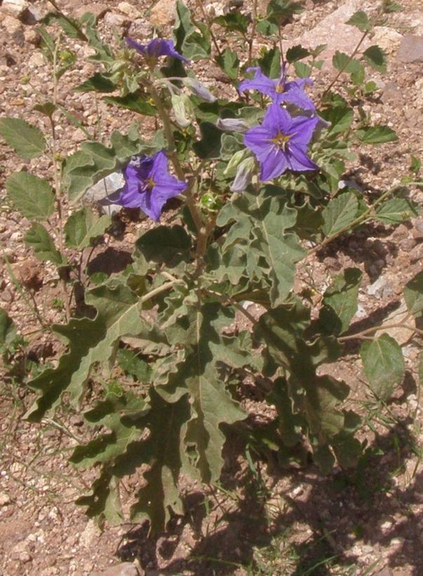 Image of Solanum tridynamum Dun.