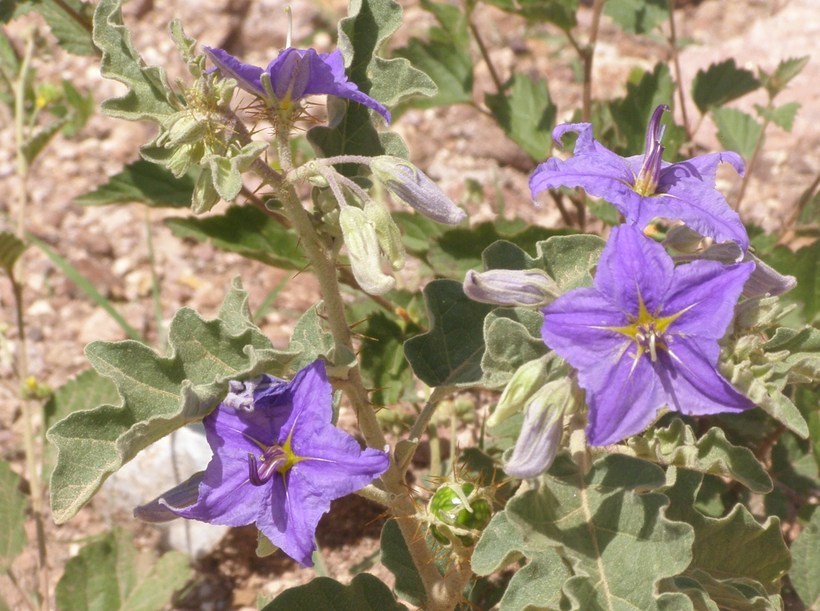 Image of Solanum tridynamum Dun.