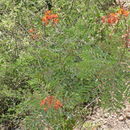 Image of Caesalpinia pulcherrima (L.) Sw.