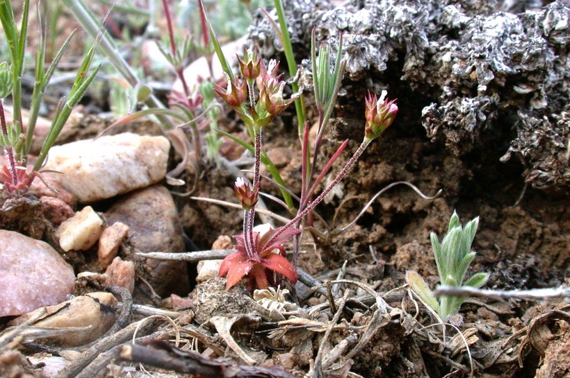 Image of pygmyflower rockjasmine