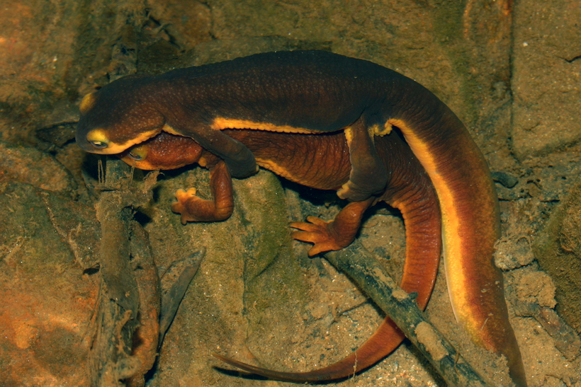 Image of California Newt