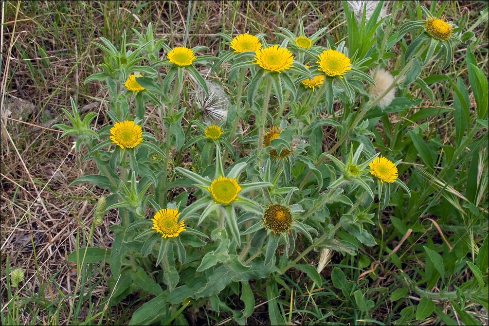 Imagem de Pallenis spinosa (L.) Cass.