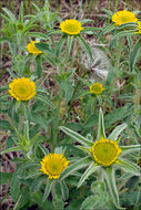 Image of Spiny Golden Star