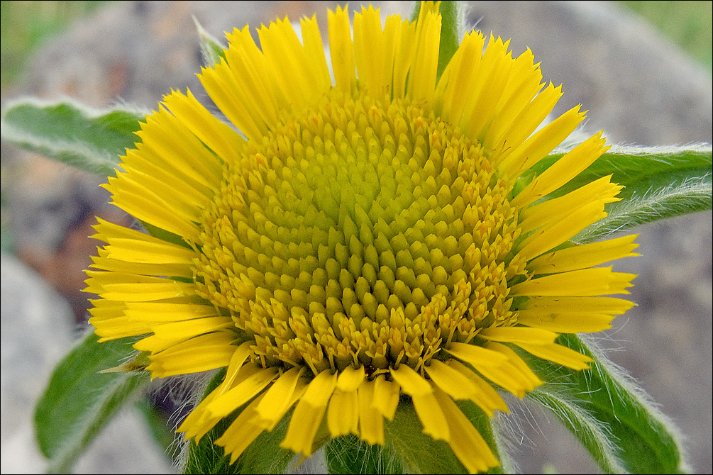 Image of Spiny Golden Star