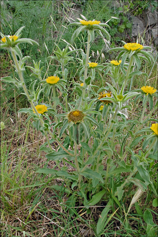 Image of Spiny Golden Star