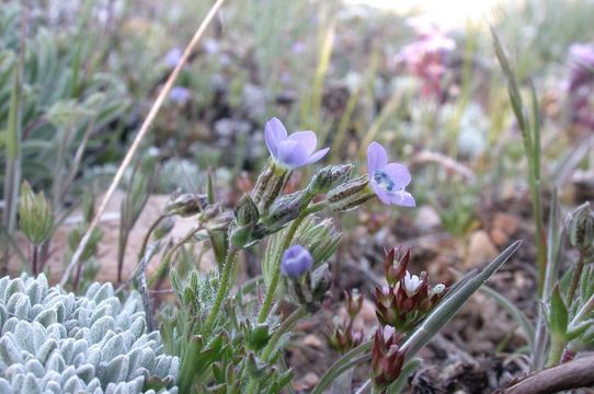 Image of coastal gilia