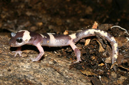 Image of Common Ensatina