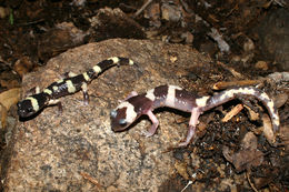 Image of Common Ensatina