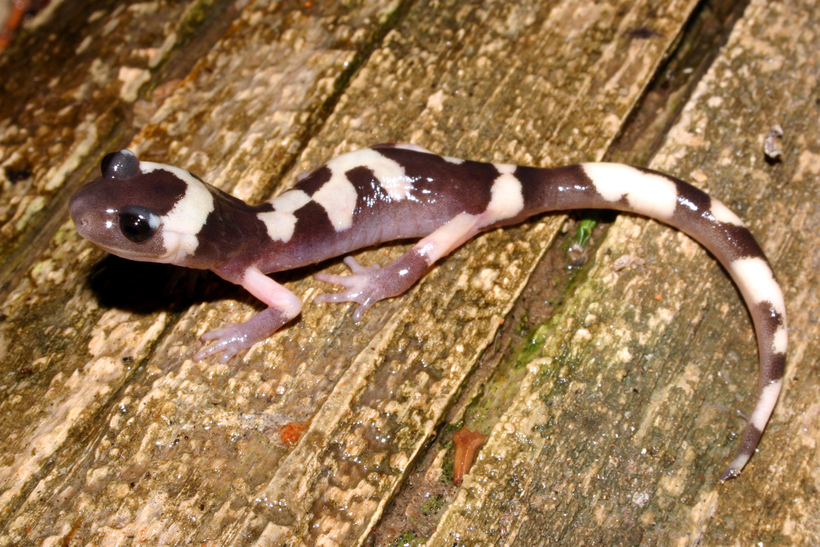 Image of Common Ensatina