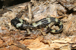 Image of Common Ensatina