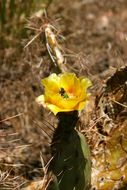 Image of Brownspine Pricklypear