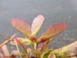 Image of silver maple