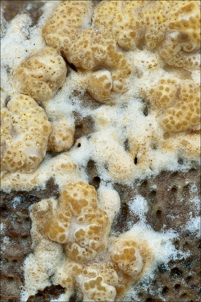 Image of Protocrea farinosa (Berk. & Broome) Petch 1937