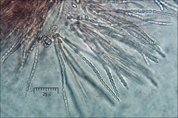 Image of Protocrea farinosa (Berk. & Broome) Petch 1937