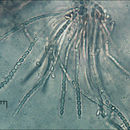Image de Protocrea farinosa (Berk. & Broome) Petch 1937