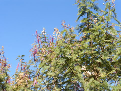 Sivun Leucaena esculenta (DC.) Benth. kuva