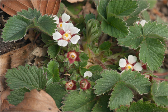 Image of pink barren strawberry