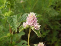 Imagem de Gomphrena nitida Rothr.