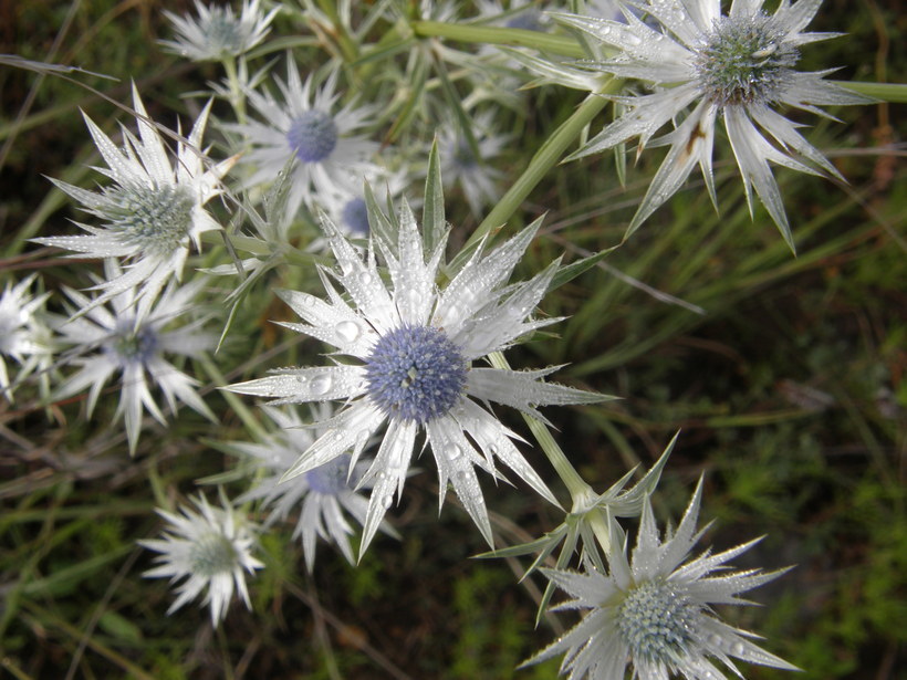 Image of <i>Eryngium lemmoni</i>