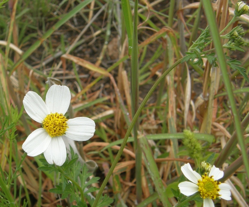 Image de Bidens pilosa L.