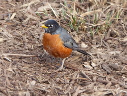 Image of American Robin