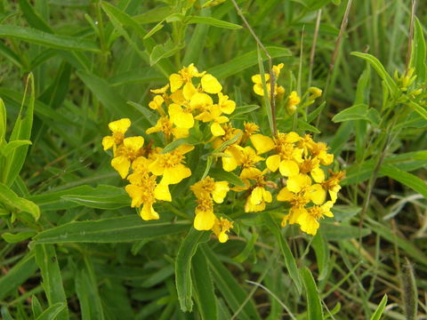 Image of sweetscented marigold