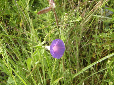 Слика од Ipomoea purpurea (L.) Roth