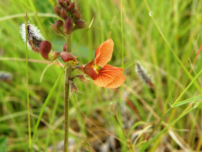 Слика од Macroptilium gibbosifolium (Ortega) A. Delgado