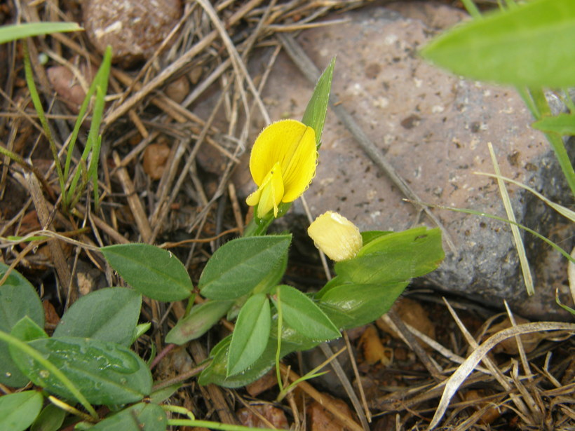 Image of zarzabacoa de dos hojas