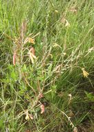 Image of <i>Oenothera mutabilis</i>