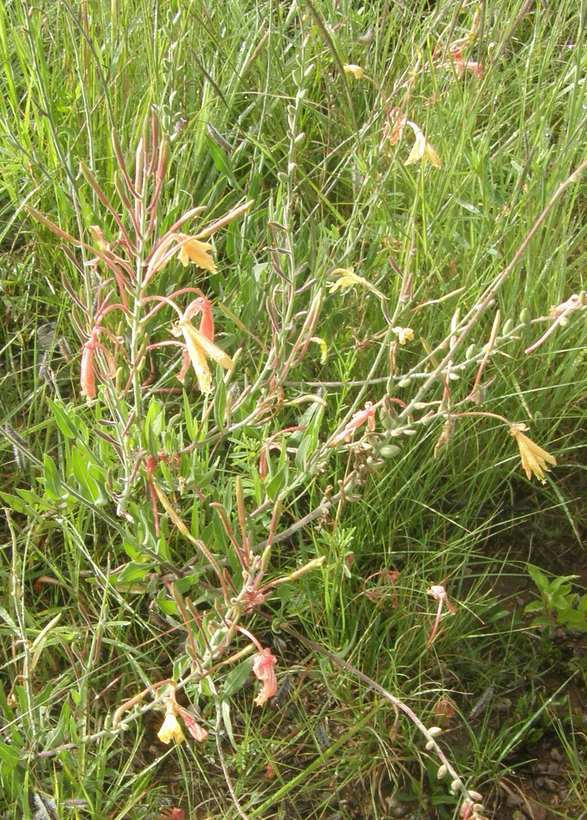 Imagem de <i>Oenothera mutabilis</i>