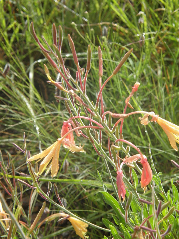 Imagem de <i>Oenothera mutabilis</i>