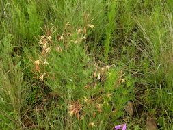 Image of <i>Oenothera mutabilis</i>