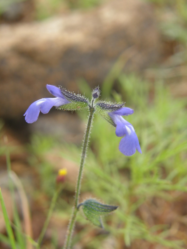 Image of sawtooth sage