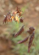 Image of purple grama