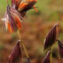 Image of purple grama