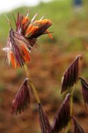Image of purple grama