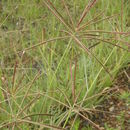 Image of Mexican windmill grass